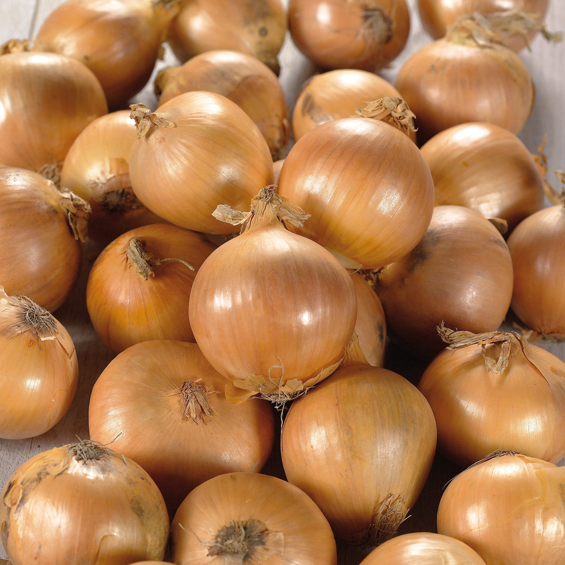 Lök 'Stuttgarter Riesen'