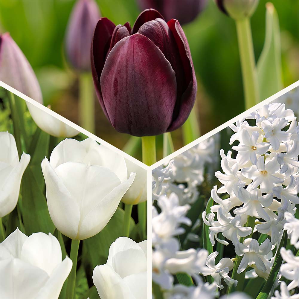 Löklasagne 'Black & White Elegance'