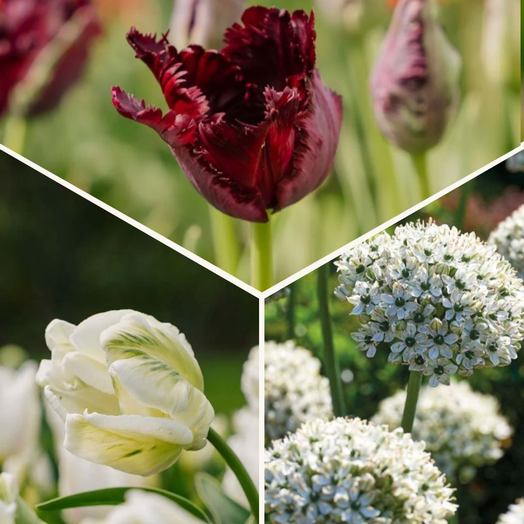 Löklasagne 'Black & White Elegance'