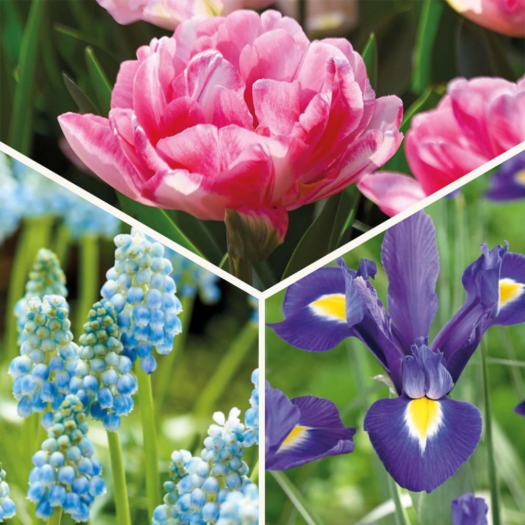 Löklasagne 'Blush & Breeze'