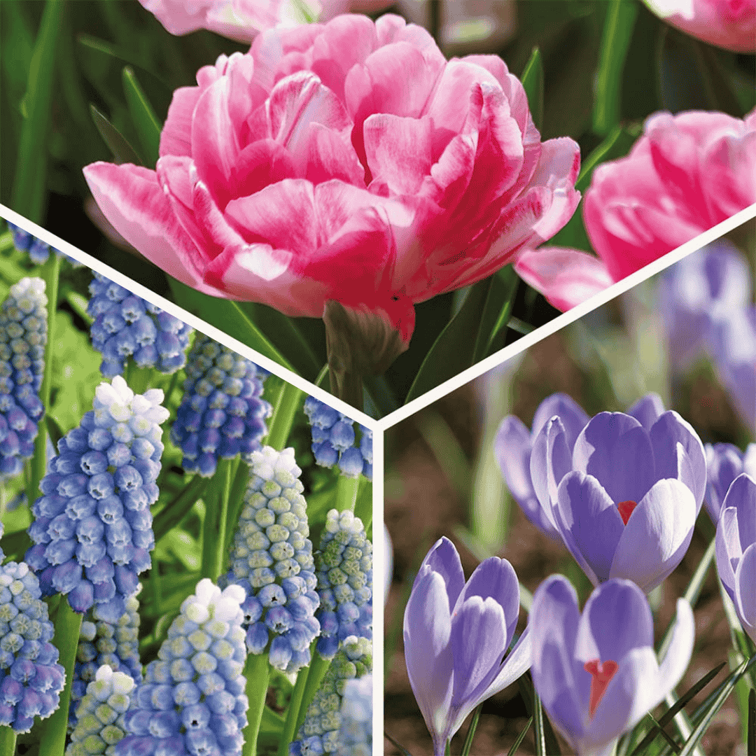 Löklasagne 'Blush & Breeze'