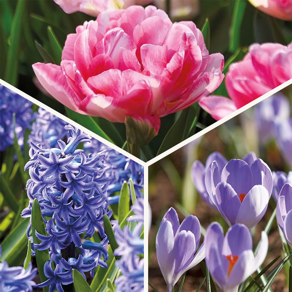 Löklasagne 'Blush & Breeze'