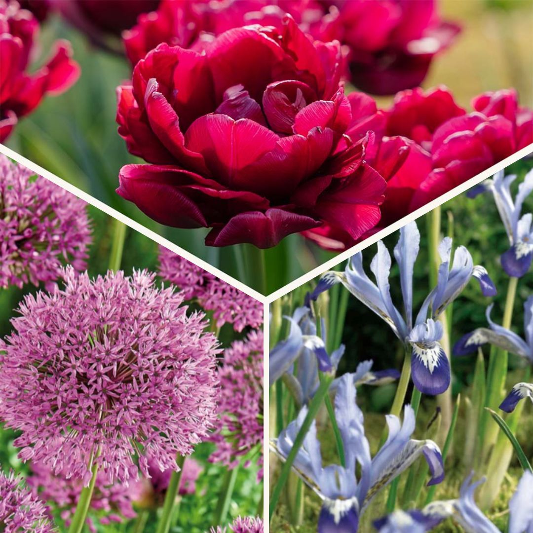 Löklasagne 'Cotton Candy Mix'