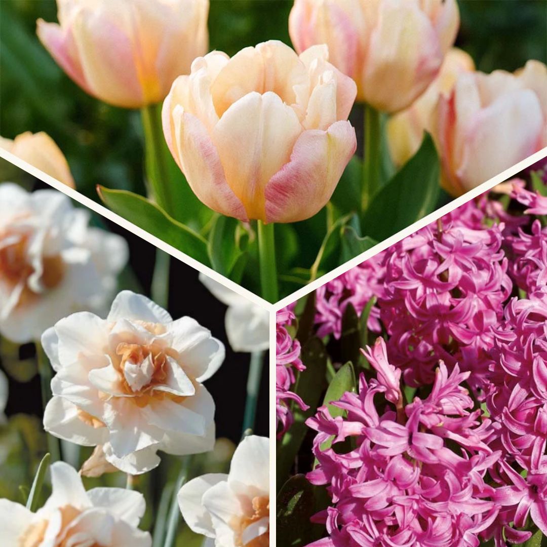 Löklasagne 'Golden hour