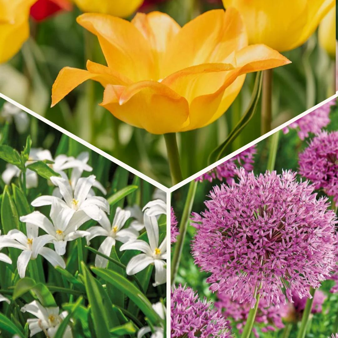 Löklasagne 'Golden hour