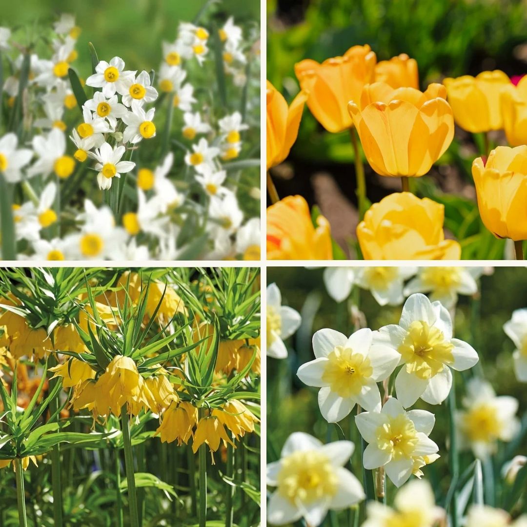 Löklasagne ‘Golden Spring’