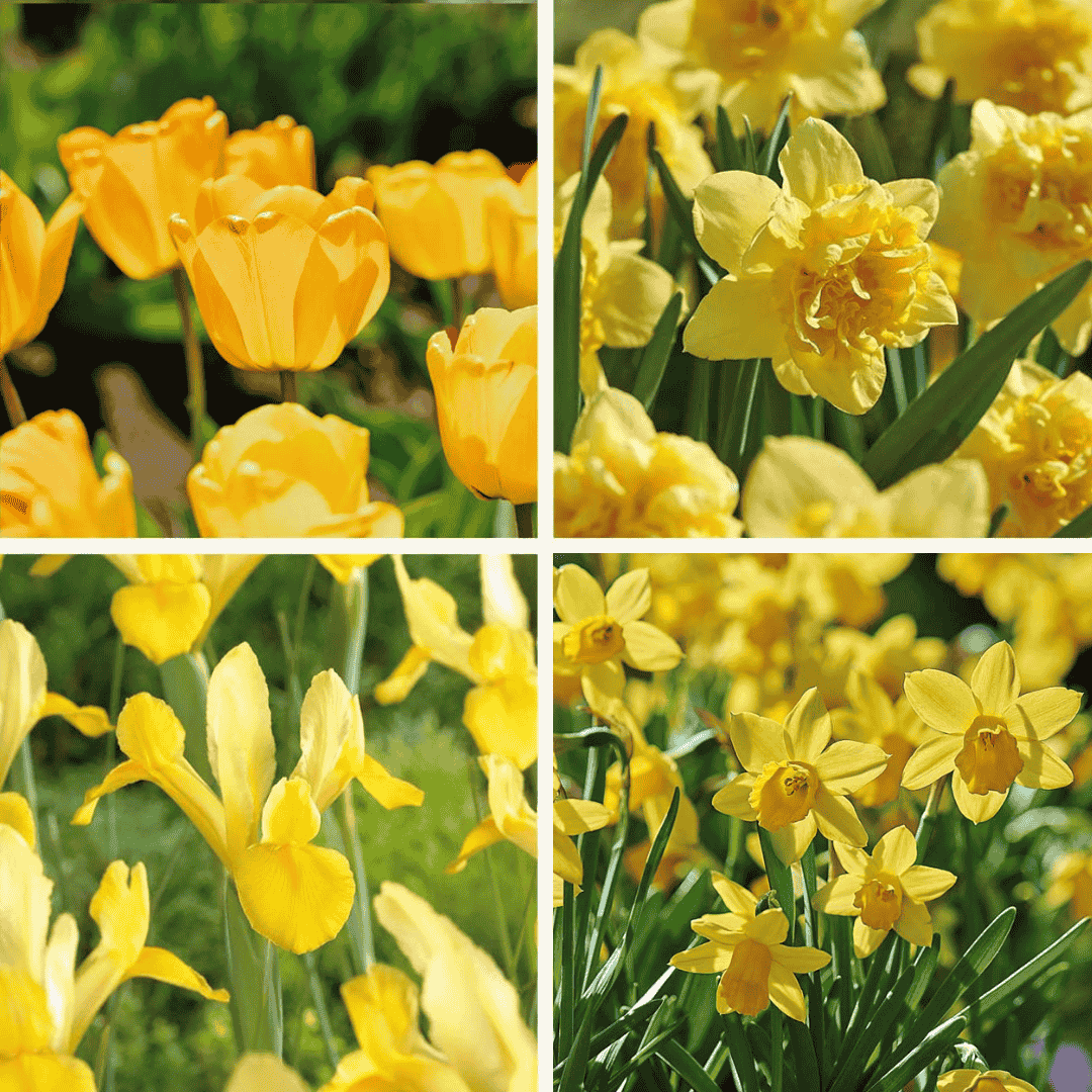 Löklasagne ‘Golden Spring’