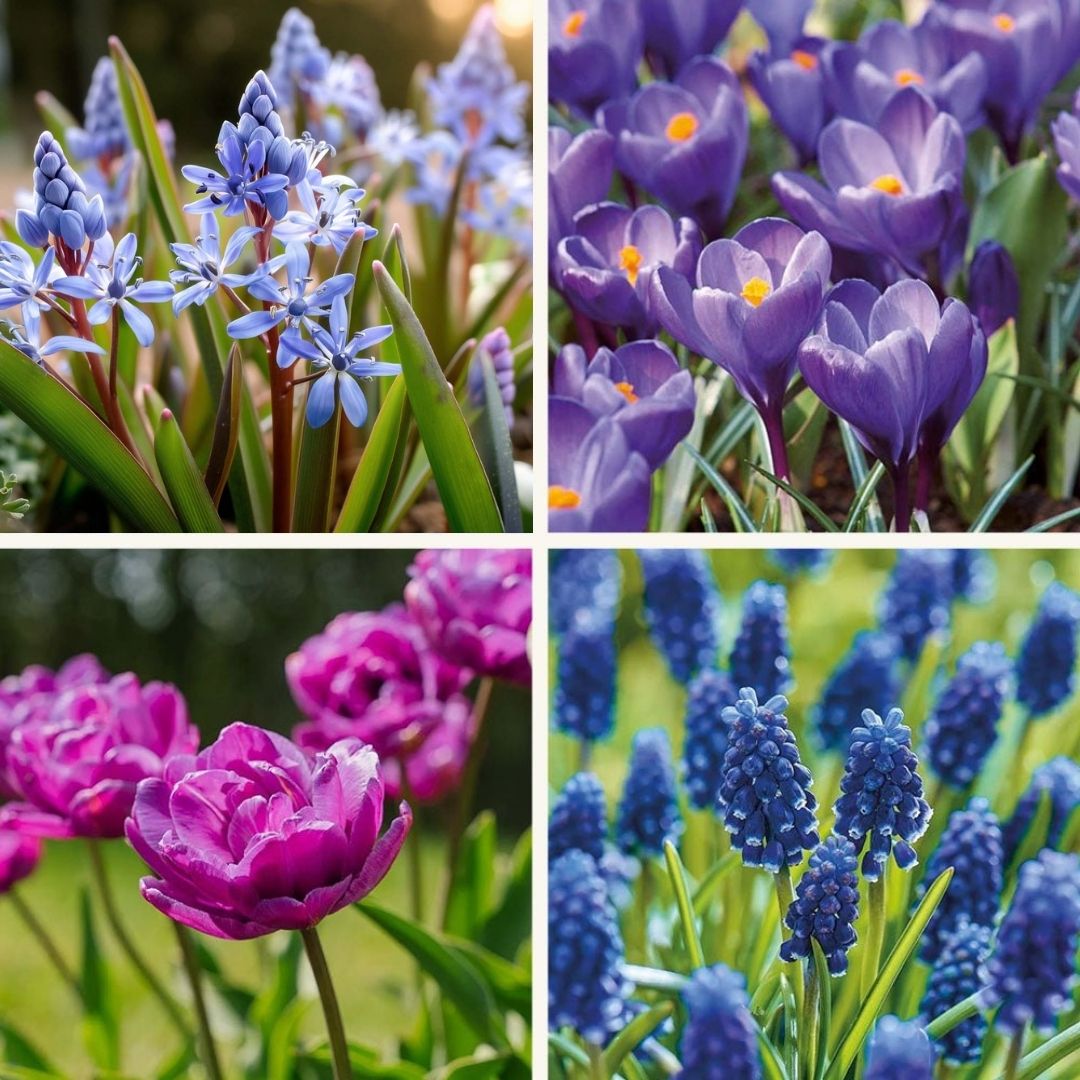 Löklasagne ‘Midnight Blue’