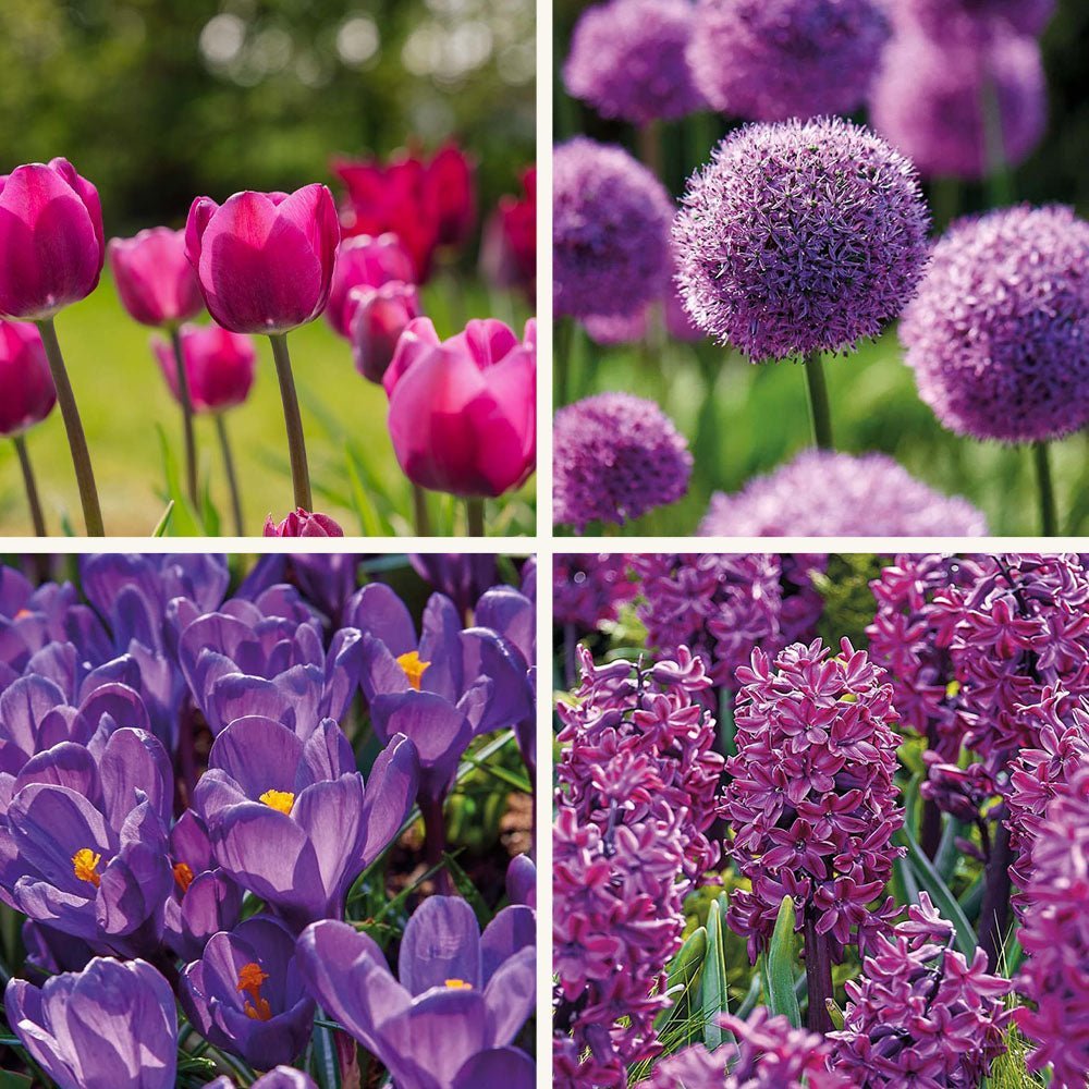 Löklasagne ‘Purple Dreams’