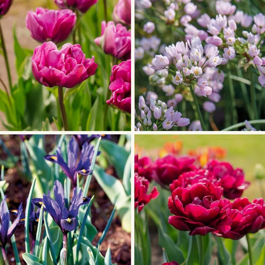 Löklasagne ‘Purple Dreams’