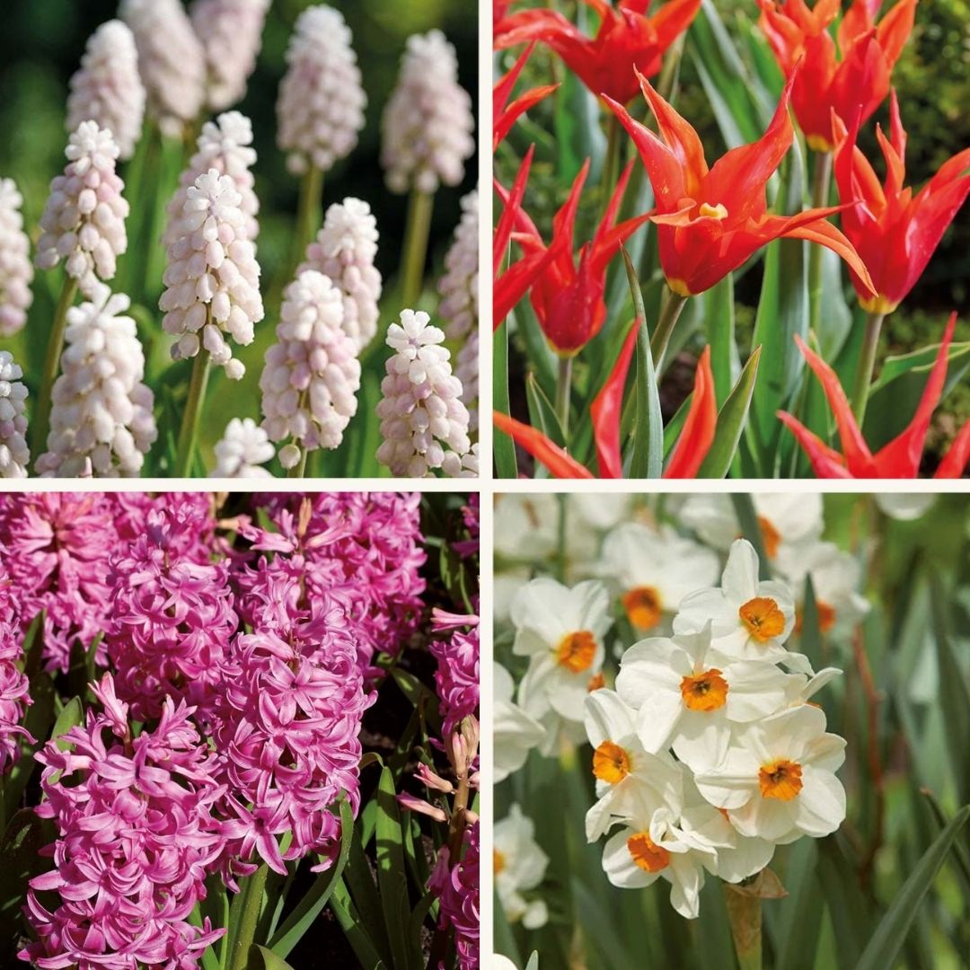 Löklasagne ‘Spring Sorbet’