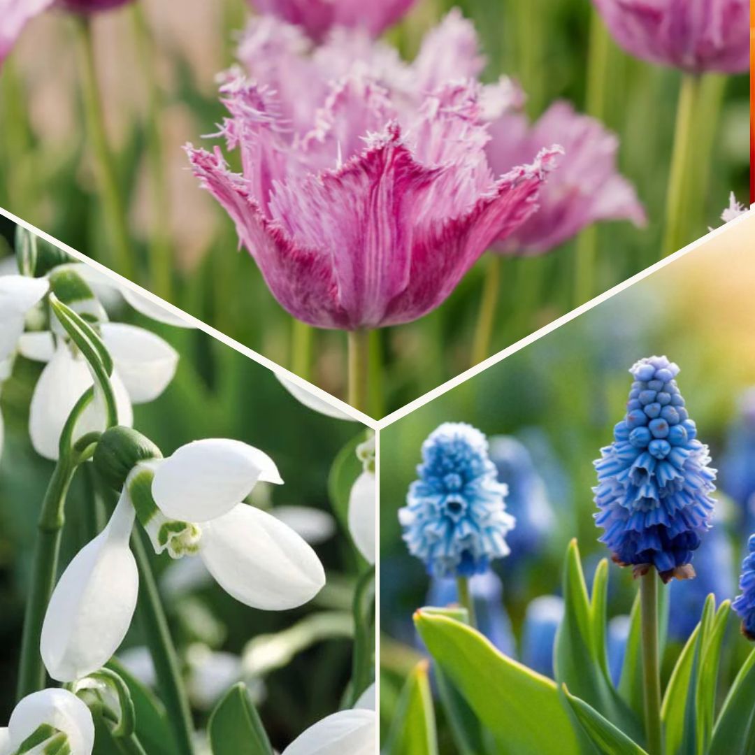 Löklasagne 'Sunset Punch'