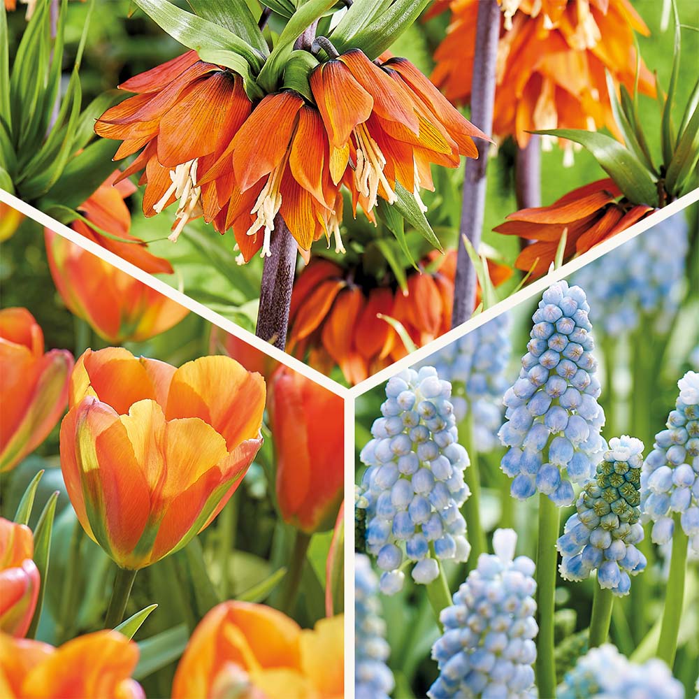 Löklasagne 'Teal and orange'