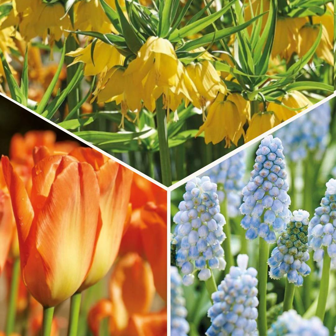 Löklasagne 'Teal and orange'