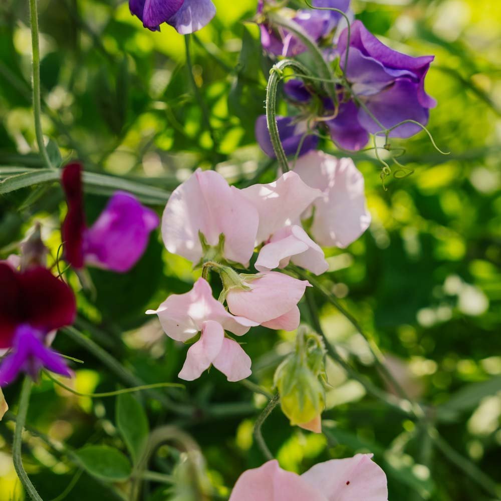 Luktärt frö 'Sweet Pea Mix' - 20 Ekologiska Frön