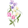 Blomfröer