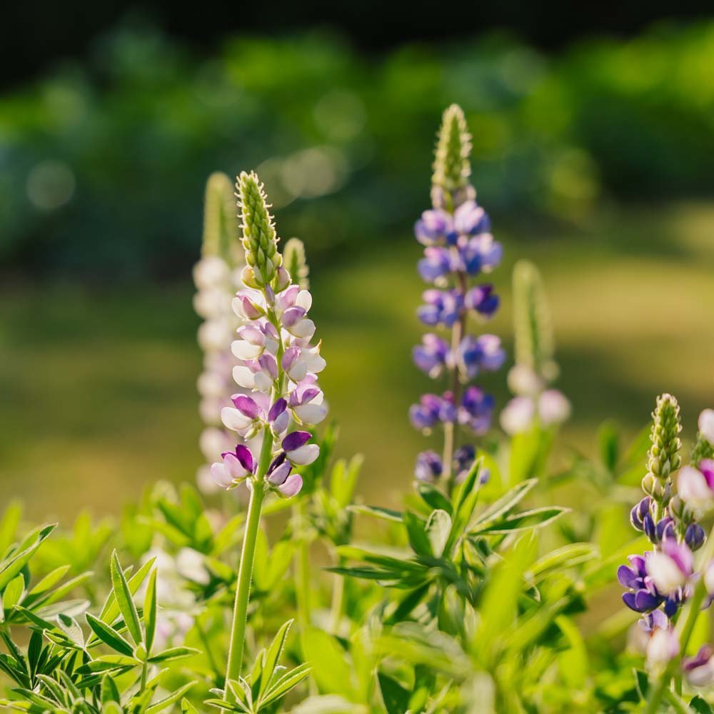 Lupin frö 'Dwarf Lupin' - 50 Ekologiska Frön