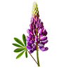 Blomfröer