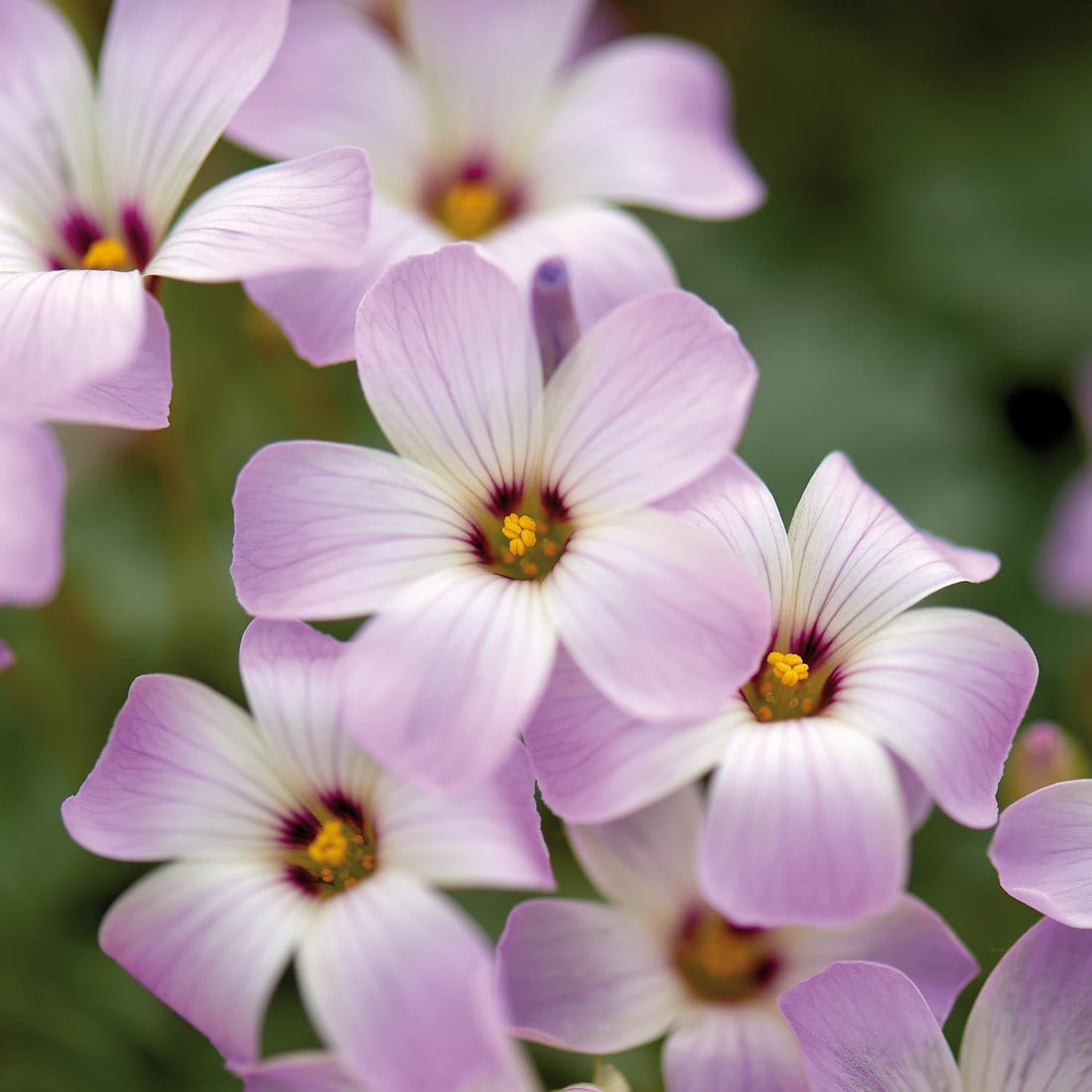 Lyckoklöver, Oxalis 'Adenophylla'