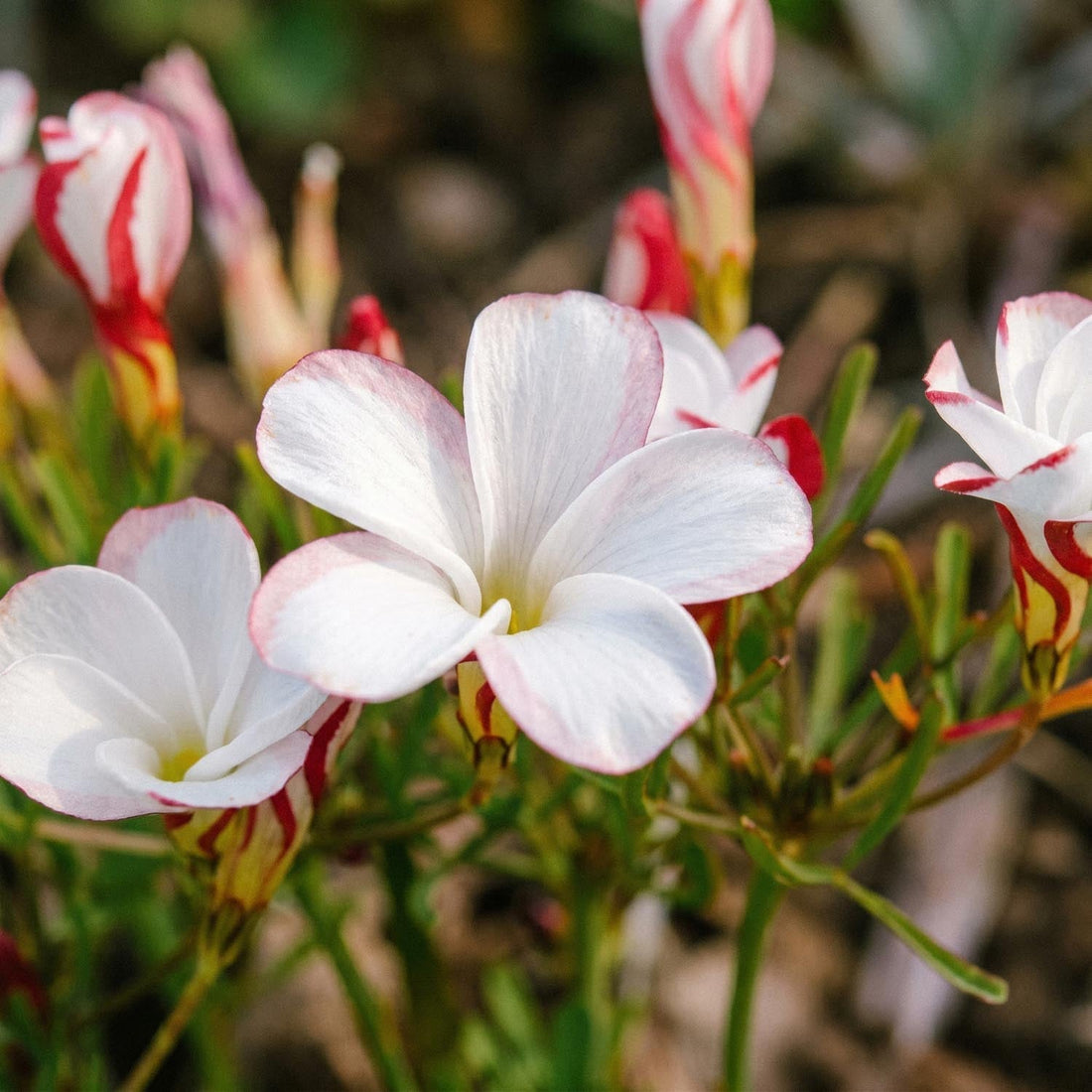 Lyckoklöver, Oxalis 'Versicolor'