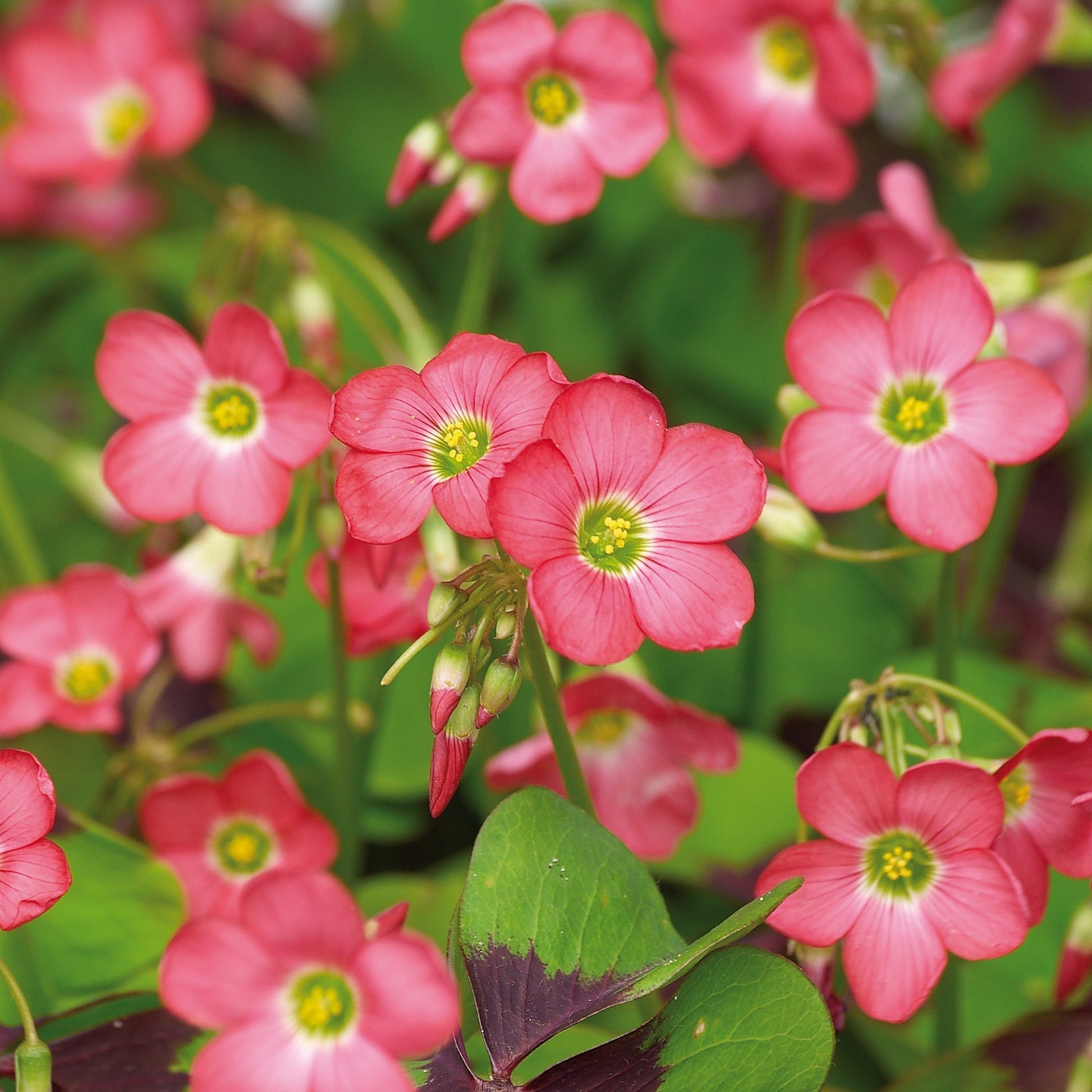 Lyckoklöver, Oxalis 'Iron Cross'