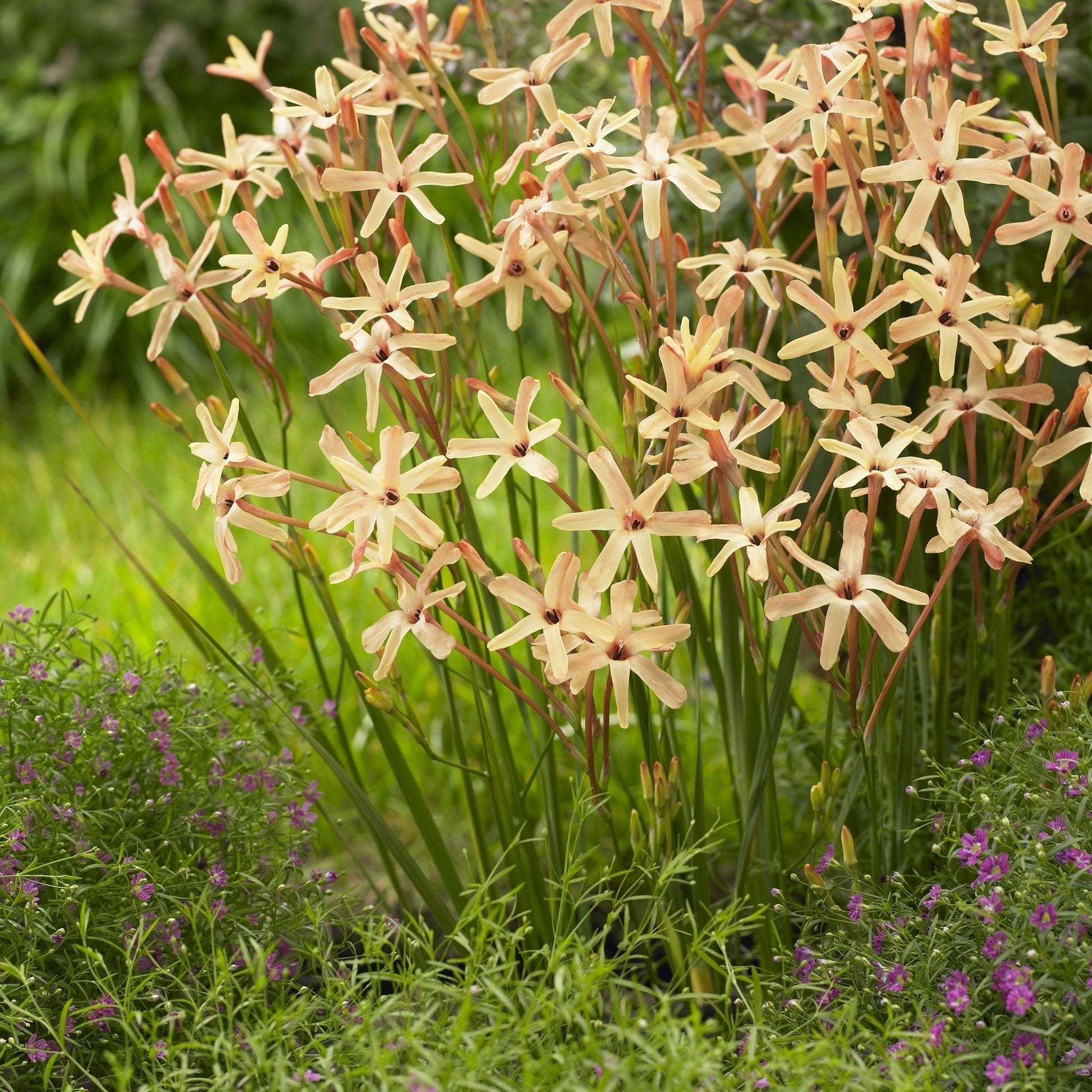 Majslilja, Ixia 'Eos'