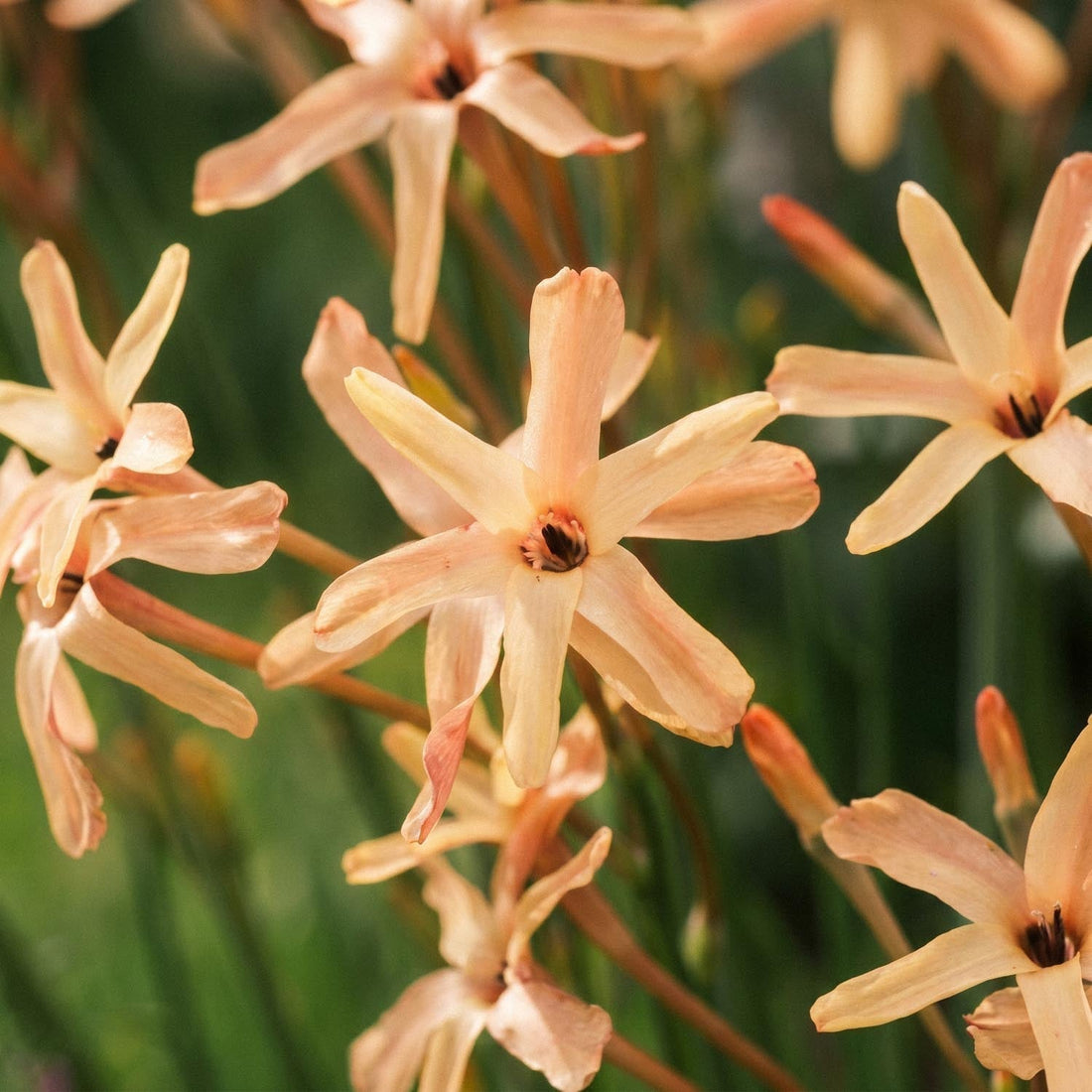 Majslilja, Ixia 'Eos'