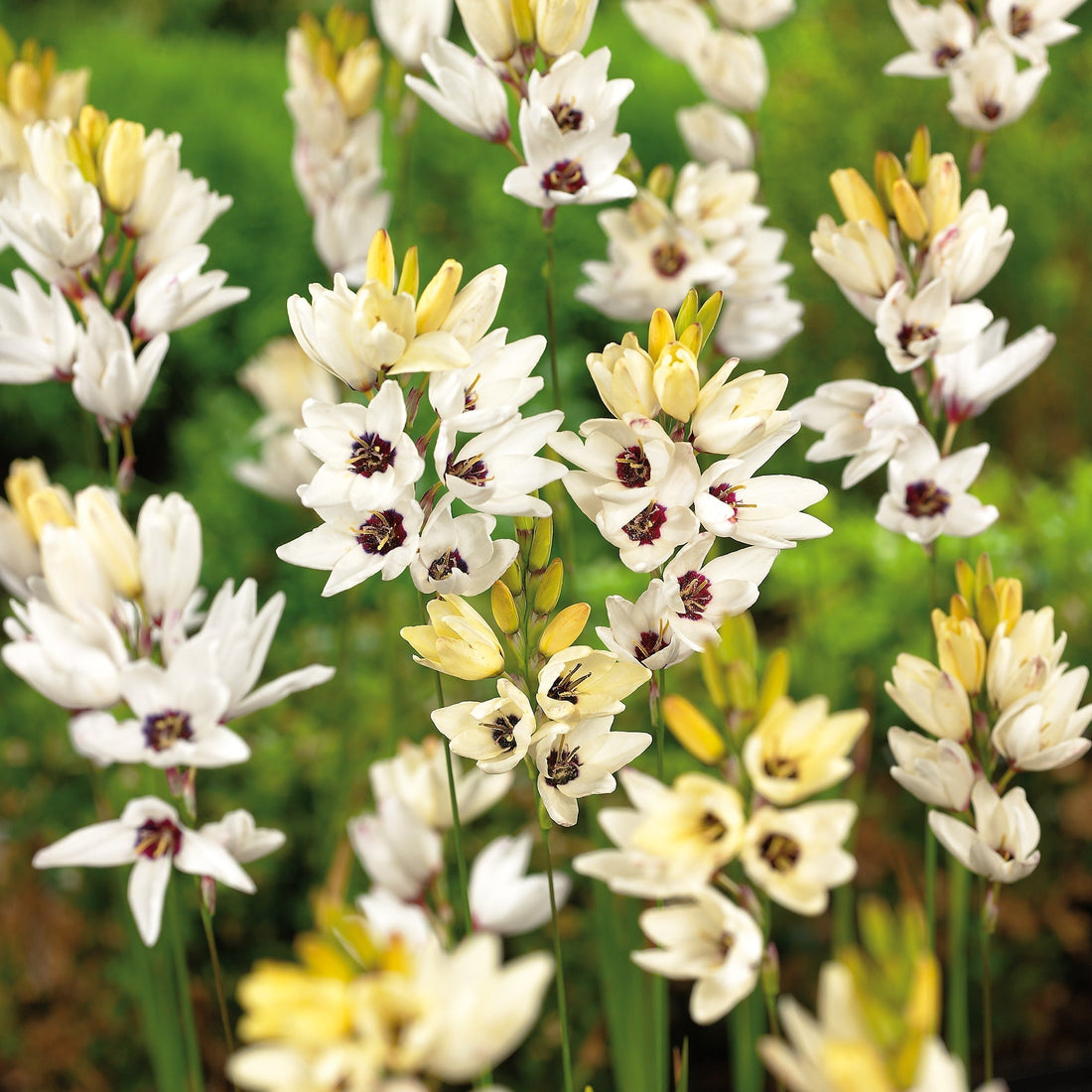 Majslilja, Ixia 'Giant'