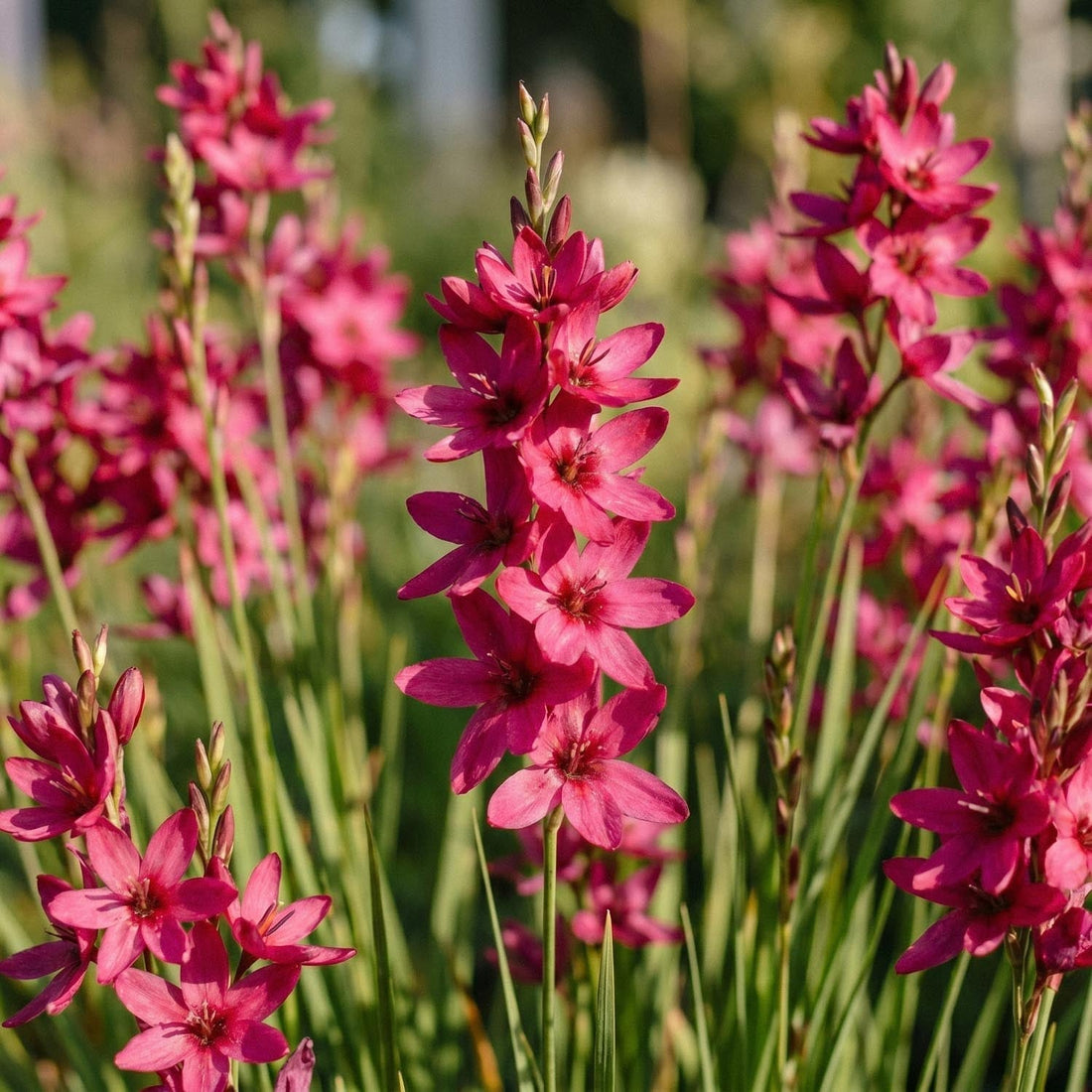 Majslilja, Ixia 'Mabel'