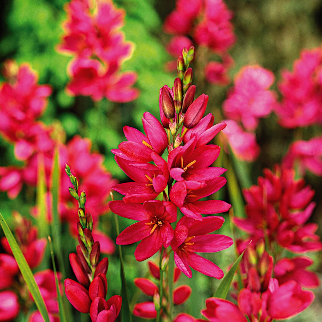 Majslilja, Ixia 'Mabel'