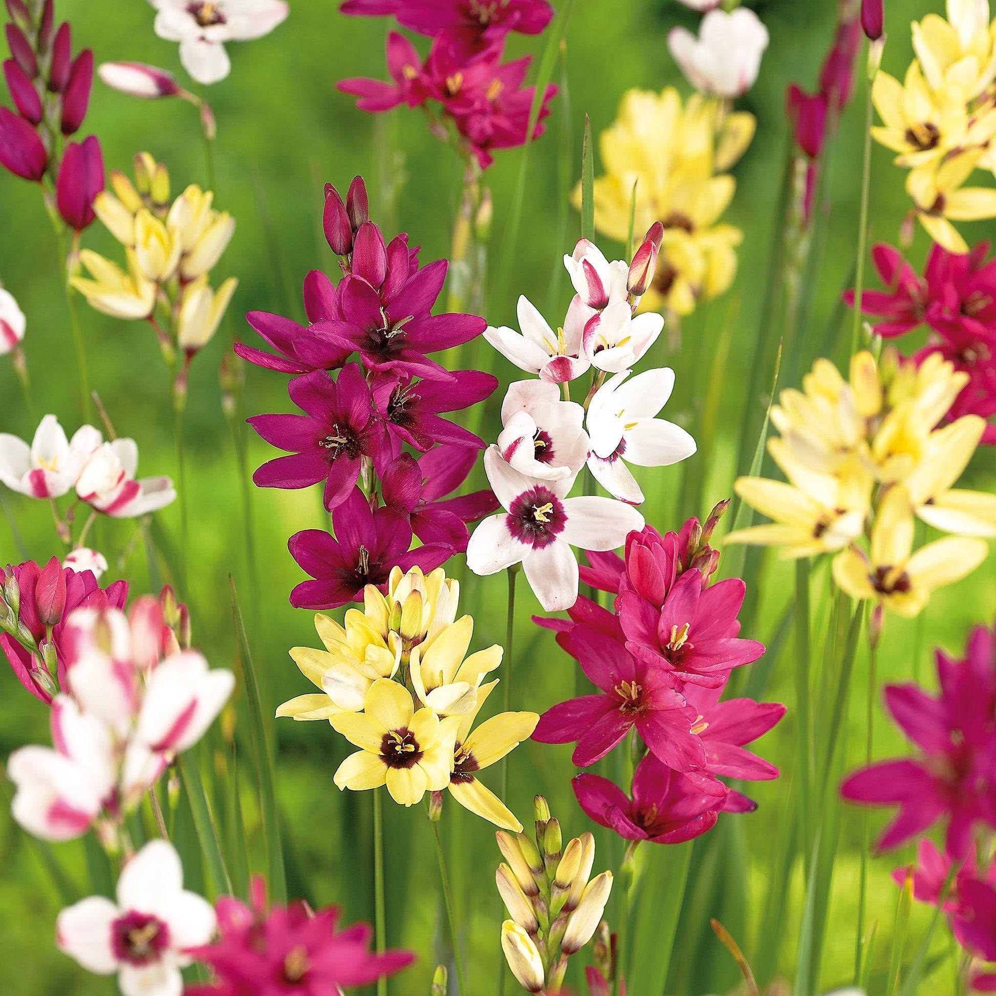 Majslilja, Ixia 'Mixed'