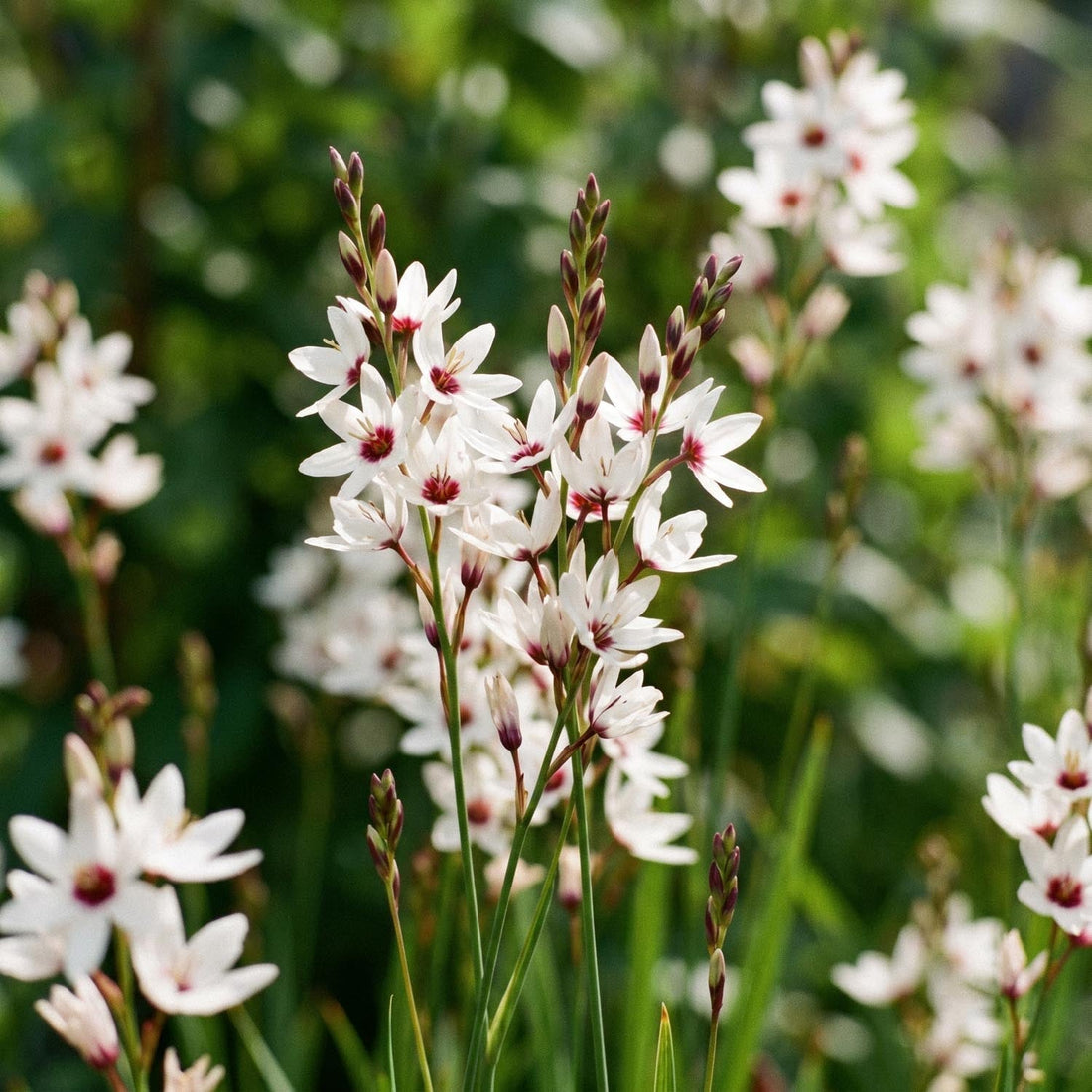 Majslilja, Ixia 'Spotlight'