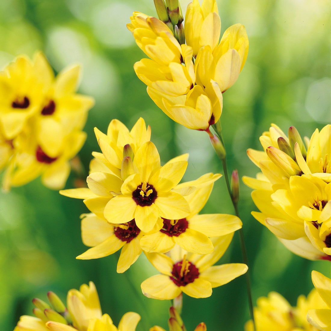Majslilja, Ixia 'Yellow Emperor'