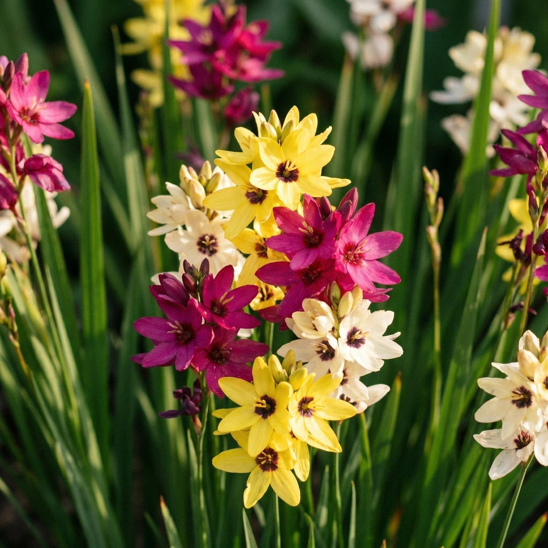 Majsliljablandning, Ixia 'Mixed'