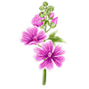 Blomfröer