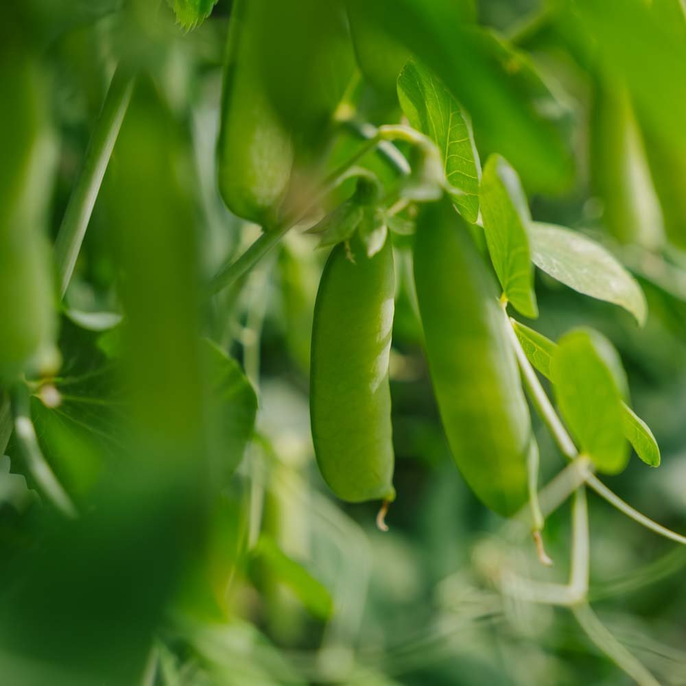 Märgärtfrö 'Eerste Vroege Mei' - 50 Ekologiska Frön