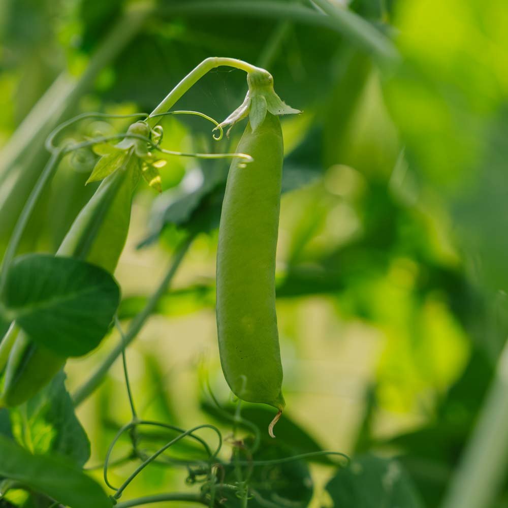 Märgärtfrö 'Eerste Vroege Mei' - 50 Ekologiska Frön