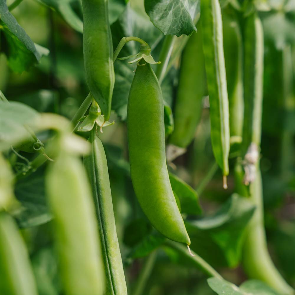 Märgärtfrö 'Kelvedon Wonder' - 50 Ekologiska Frön