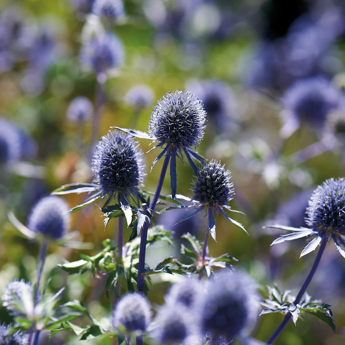 Martorn, Eryngium 'Planum'