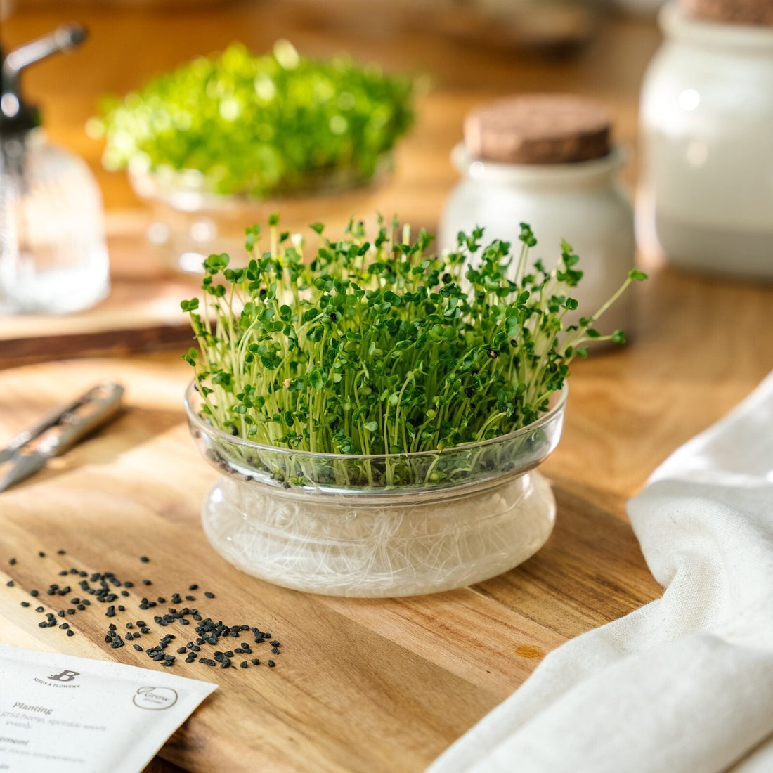 Mikrogrönt frö 'Broccoli' - 4000 Ekologiska frön