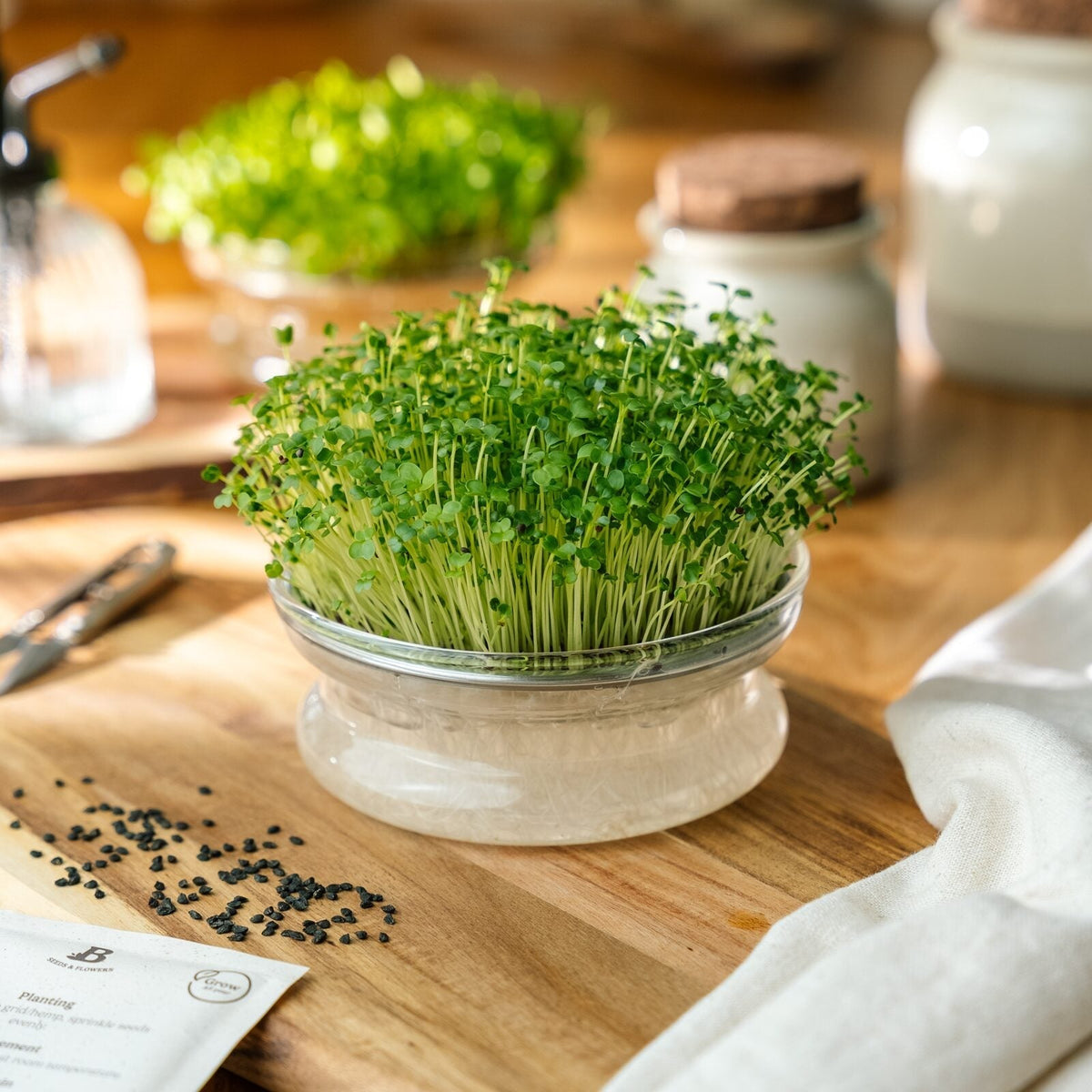 Mikrogrönt frö 'Broccolirabe (rapini)' - 7100 Ekologiska frön