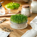 Mikrogrönt frö 'Grön pak choi' - 6000 Ekologiska frön