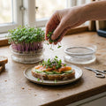 Mikrogrönt frö 'Raps' - 3900 Ekologiska frön