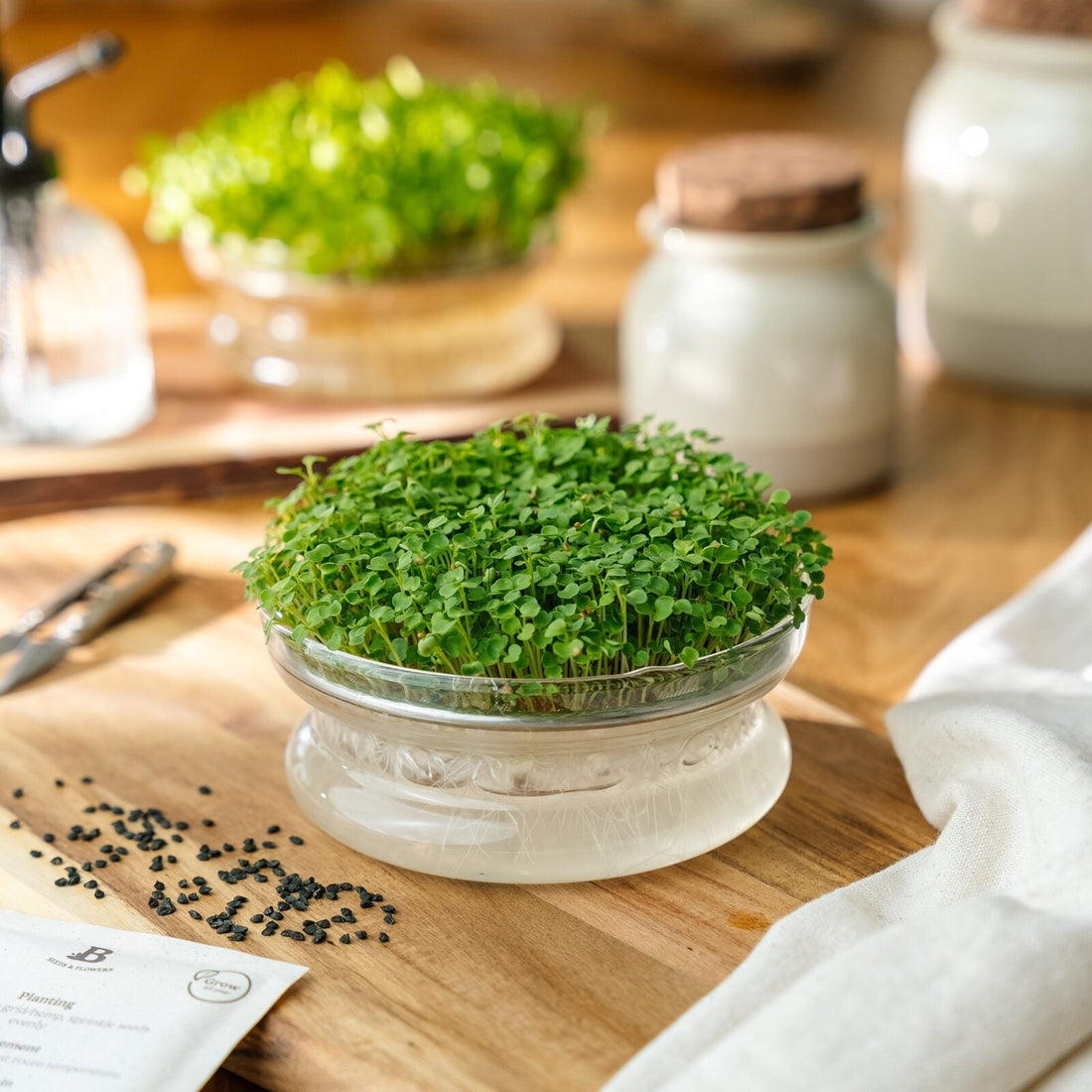 Mikrogrönt frö 'Ruccola' - 10000 Ekologiska frön
