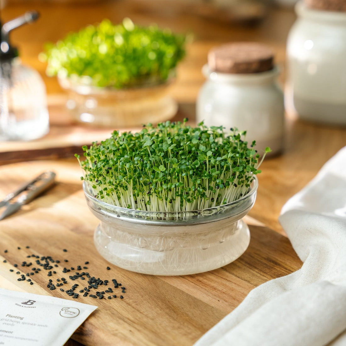 Mikrogrönt frö 'Vit pak choi' - 6500 Ekologiska frön