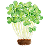 Mikrogrönt
