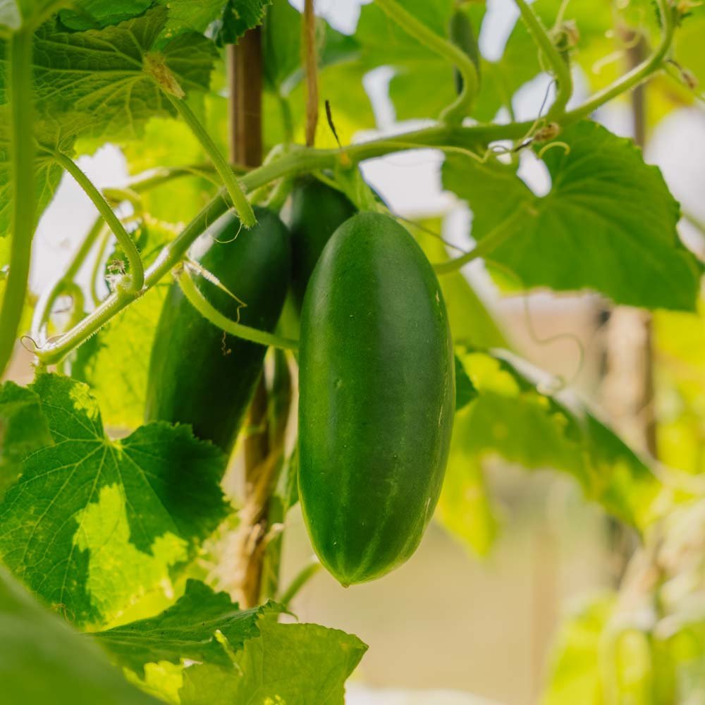 Minigurka 'Kaikura F1' - 5 Ekologiska Frön