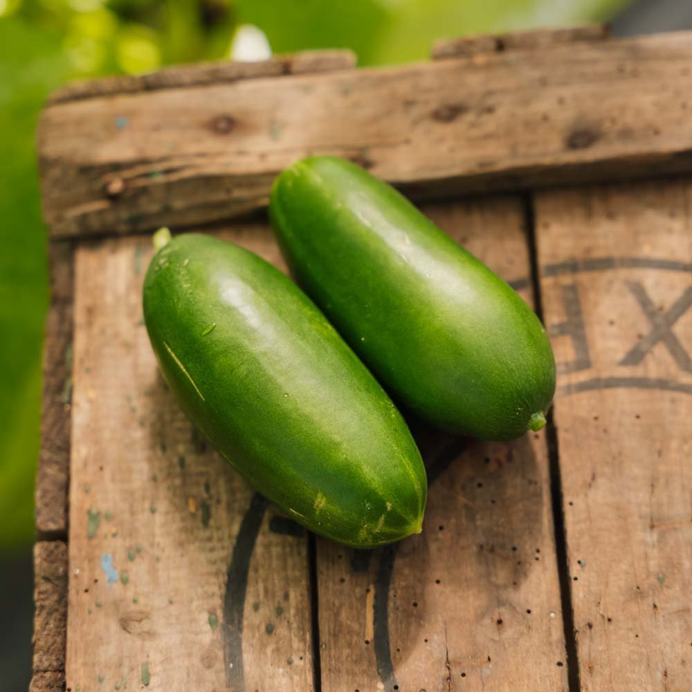 Minigurka 'Kaikura F1' - 5 Ekologiska Frön