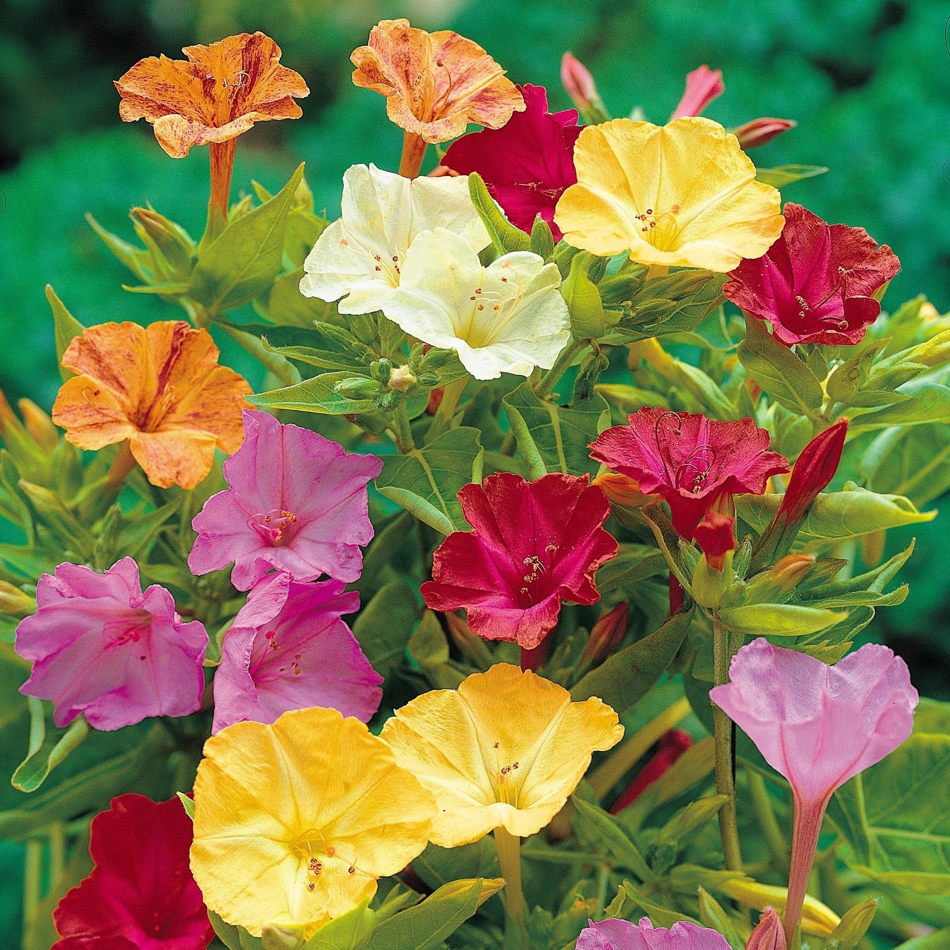 Mirabilis ‘Jalapa’