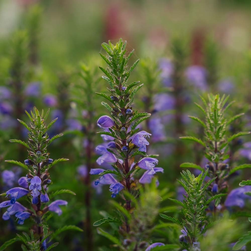 Moldavisk drake frö 'Moldavian Dragonhead' - 150 Ekologiska Frön